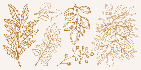Vintage botanical illustration featuring various branches and leaves in sepia tones © Nayon