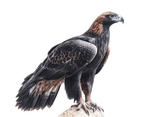 Obraz premium Australian Wedge Tailed Eagle Standing Powerful Raptor Bird