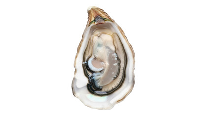 Isolated open oyster, a bivalve mollusk used as food either raw or cooked, on an empty area © Natalia
