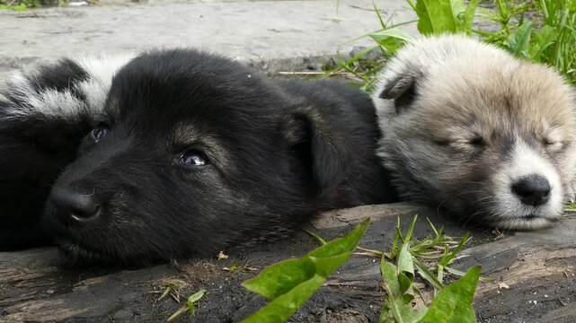 Small, defenseless homeless puppies huddle together for warmth on a cold spring day.
