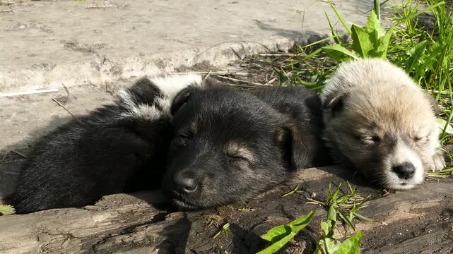 Small, defenseless homeless puppies huddle together for warmth on a cold spring day.
