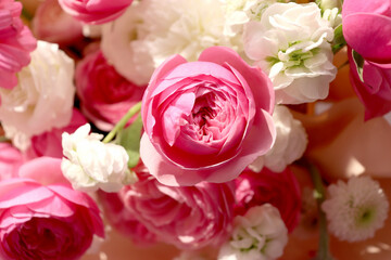 Pink Ranunculus Flowers Close Up Floral Background with Soft Natural Light.