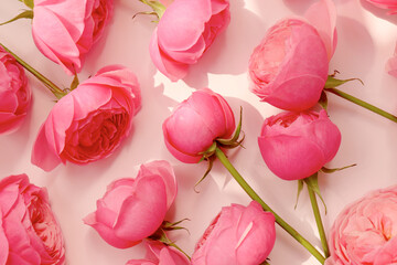 Pink Flowers with Soft Window Shadow on Pastel Background. Pink Ranunculus and Rose Flowers.