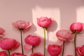 Pink Flowers with Soft Window Shadow on Pastel Background. Pink Ranunculus and Rose Flowers.