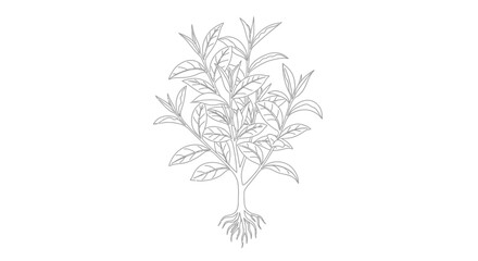 Fototapeta premium Detailed Botanical Illustration of a Plant.