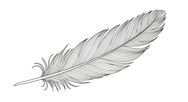 Detailed Black and White Feather Illustration.