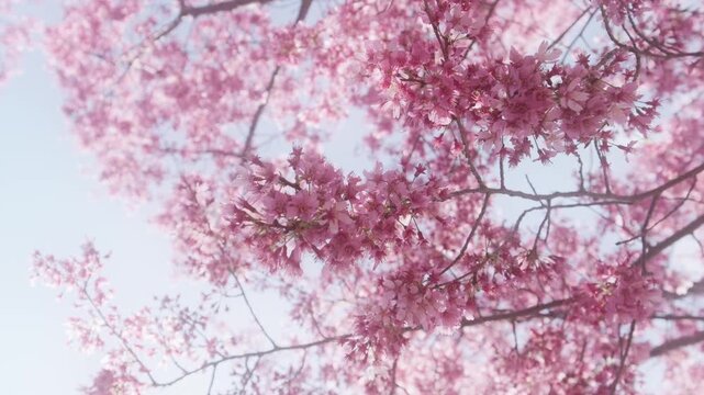 満開の桜の花クローズアップ　入学卒業シーズンをイメージした春の動画