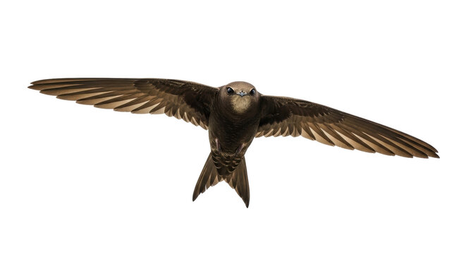 Isolated Common Swift in flight, bird flying with outstretched wings, soaring in the air