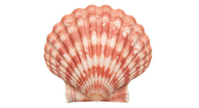 Isolated scallop shell with reddish orange stripe pattern on the ridges close up view