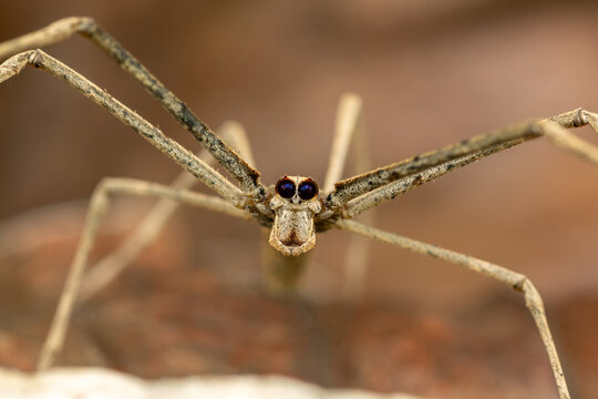 Deinopis spinosa ogre faced spider macro portrait with enlarged eyes