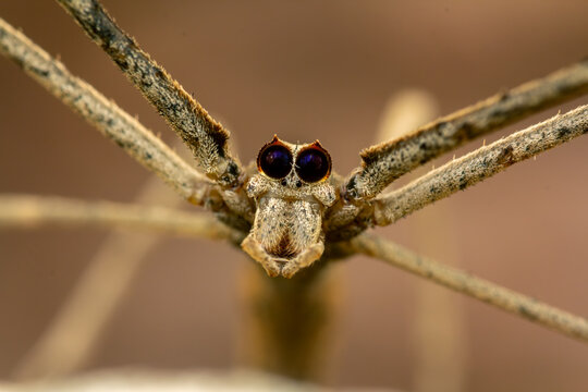Deinopis spinosa ogre faced spider extreme macro portrait