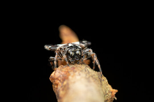 Spiny orb-weaver spider Gasteracantha macro front view