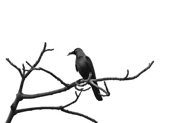 Fototapeta premium crow on a branch