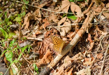 Obraz premium Argynnis paphia - Papillon tabac d'espagne ou nacré vert femelle posée ailes déployées sur un parterre feuillu d'une allée forestière 