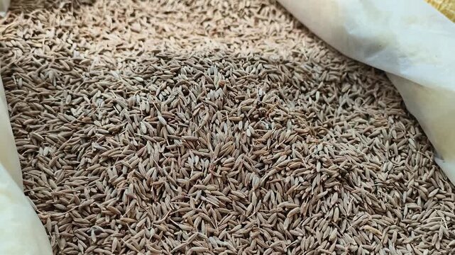 Close up of dried cumin seeds filling an open sack, aromatic spice texture background used in cooking, agriculture and food industry concepts.
