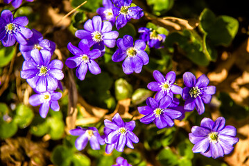 blue snowdrops on a forest glade © licvin