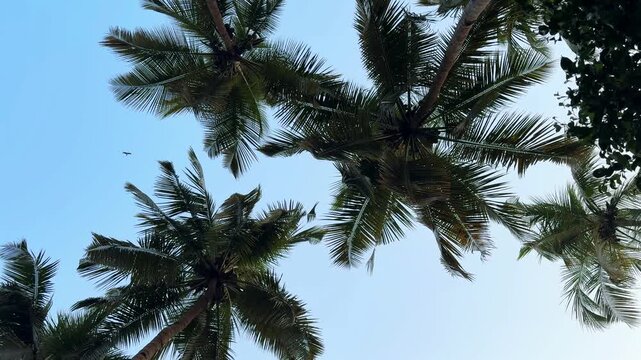 Slow forward movement under tall coconut palm trees with blue sky background