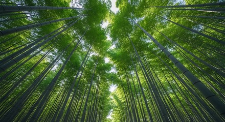 Dense bamboo forest with sunlight filtering through the trees.