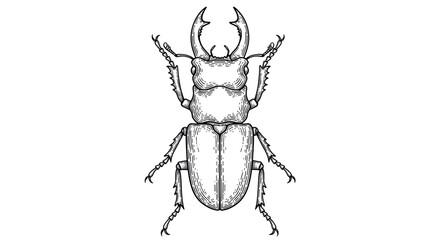 Fototapeta premium Vintage engraving stag beetle insect detailed entomology illustration hand drawn natural history woodcut style