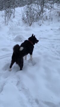 Two Husky dogs playing in the snow in winter, funny dog. The breed is a Russian-European laika. 