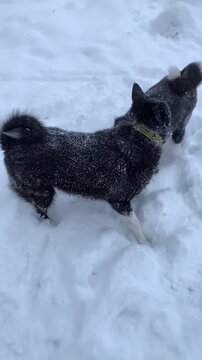 Two Husky dogs playing in the snow in winter, funny dog. The breed is a Russian-European laika. 
