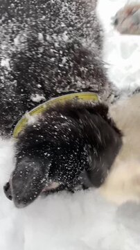 Two Husky dogs playing in the snow in winter, funny dog. The breed is a Russian-European laika. 
