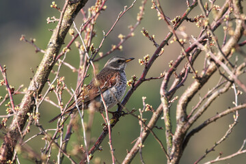 Obraz premium The cherry blossom buds that are beginning to swell and Dusky Thrush
