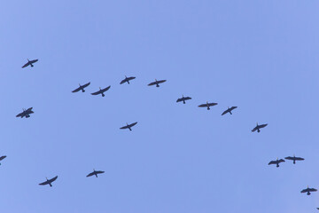 Obraz premium A flock of Great Cormorant flying in the blue sky 