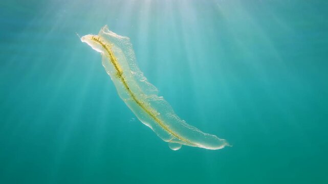 A transparent Venus Girdle comb jelly swims in the sunlit ocean