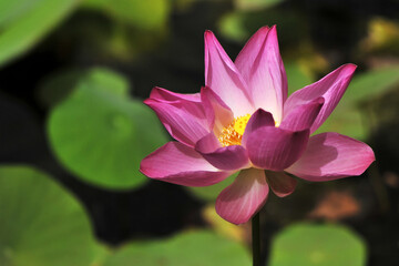 Obraz premium Gros plan sur une fleur de lotus