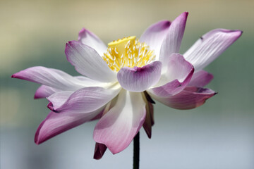 Gros plan sur une fleur de lotus © PPJ