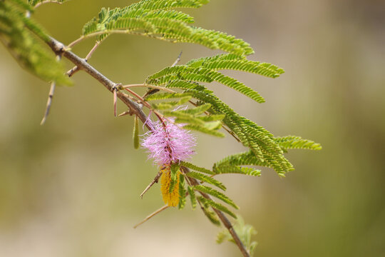 Gros plan sur la fleur d'un mimosa clochette