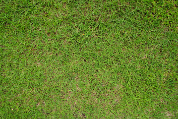Top view of green grass background
