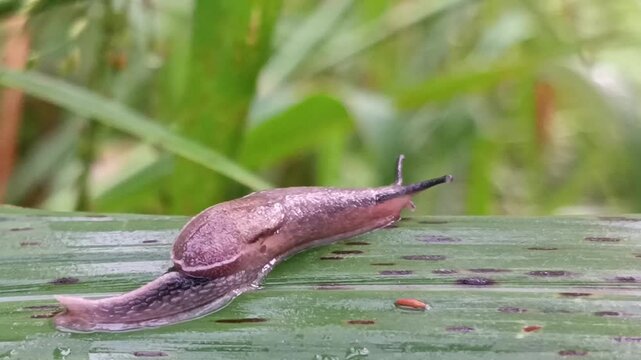Yellow-shelled Semi-Slug (parmarion martensi), agricultural pest