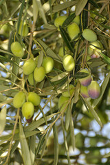 Gros plan sur les fruits d'un olivier