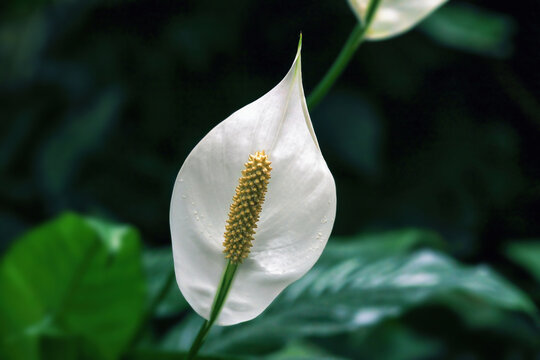 White Peace lilies flowers grow in botanical garden