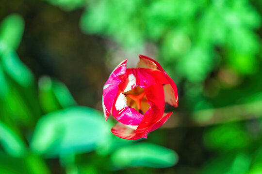 Top down view of red tulip grow in yard