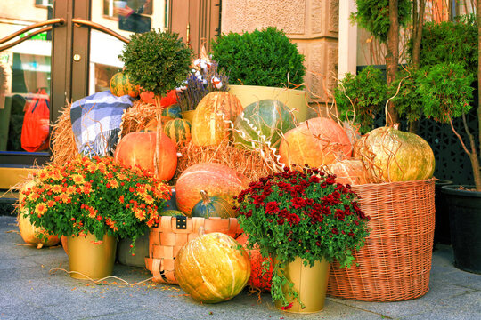 Potted chrysanthemums, pumpkins, buxus, thujas trees grow in pot near house door