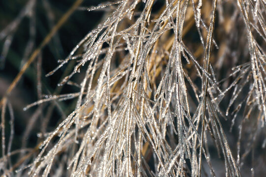Closeup of thin twigs covered glistening ice, soft focus