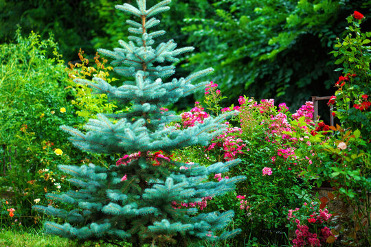 Blue spruce, bush of pink and red hybrid tea roses grow in summer ornamental garden