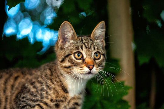 Portrait of tabby kitten with brown eyes, stare outdoors close up