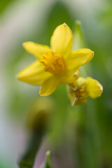 Fototapeta premium Miniature daffodil Tete a Tete flower bud with yellow petals emerging from green stem. Early spring bulb plant before blossom with delicate petal texture and natural light.