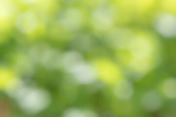 Fototapeta premium Blurred green background with soft shapes and light gradient, natural abstract texture inspired by foliage and outdoor environment.