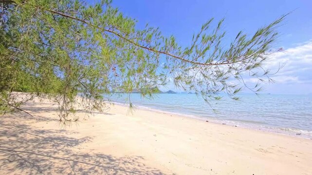 Casuarina branches framing sandy tropical beach and distant islands