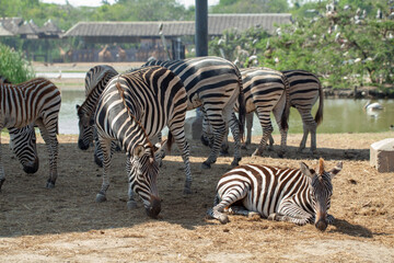Fototapeta premium Group of plains zebras grazing and lying on dry ground in wildlife sanctuary, pond and trees with birds in background, safari park environment.