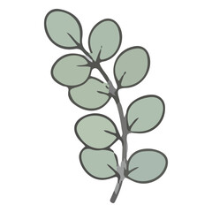 Obraz premium Eucalyptus Branch Illustration