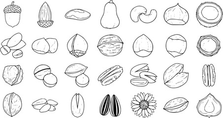 Assorted Nuts  Seeds Line Art Illustration: Acorn, Almond, Brazil, Butternut, Cashew, Chestnut, Coconut, Hazelnut, Macadamia, Pecan, Pistachio, Sunflower Seeds © nebulla