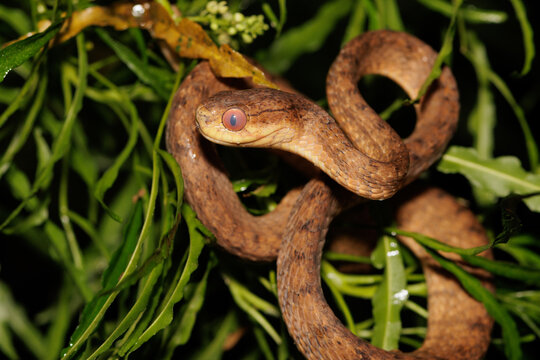 Brown tree snake resting curled in green foliage