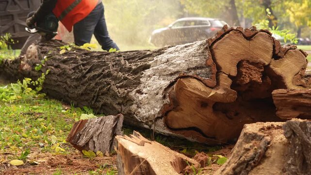 Arborist worker cutting large fallen tree trunk with chainsaw in city park. Tree removal and landscaping work outdoors. Close view of wood logs after cutting.