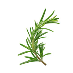 Fototapeta premium Single vibrant fresh rosemary sprig with deep green leaves, light brown stems, and moisture, isolated on transparent with copy space, clean studio aesthetic, concept of fresh culinary ingredient
